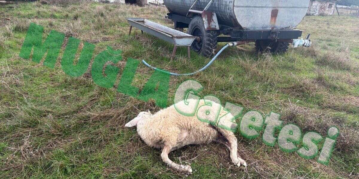 Menteşe’de Koyunlara Saldıran Köpeklerden Biri Yakalandı, İkisi Kaçtı 1